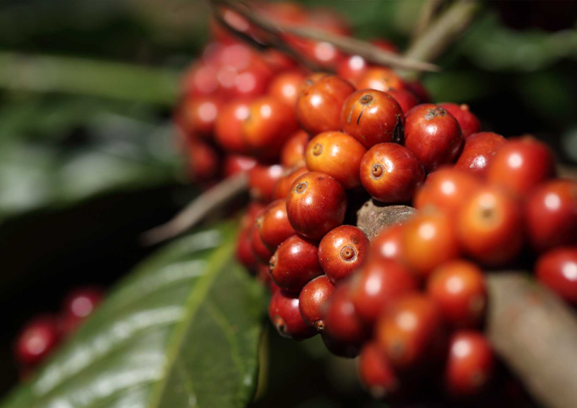 coffee-beans-on-coffee-tree-in-coorg