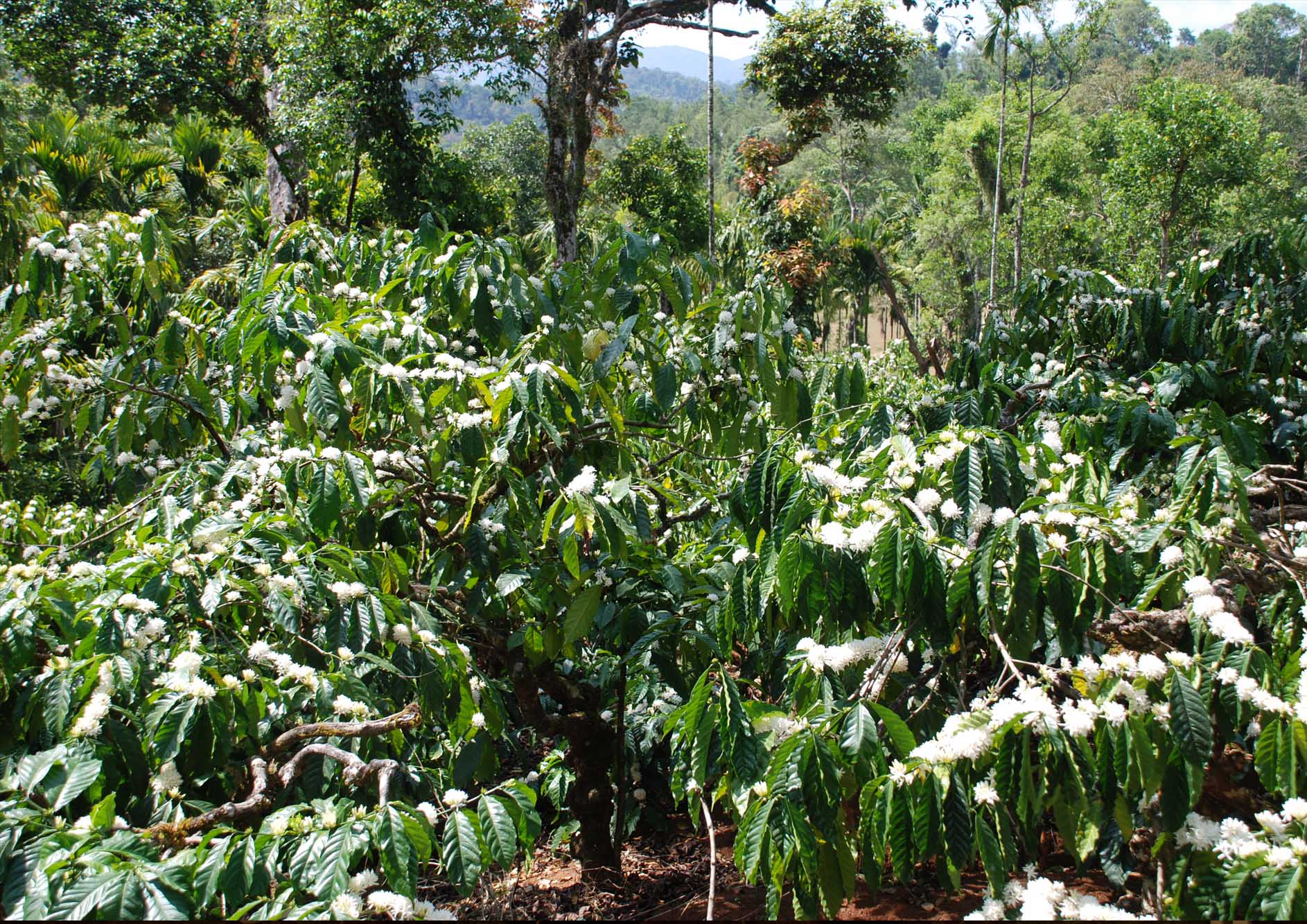 coffee-flower-blossom-at-the-tamara-coorg