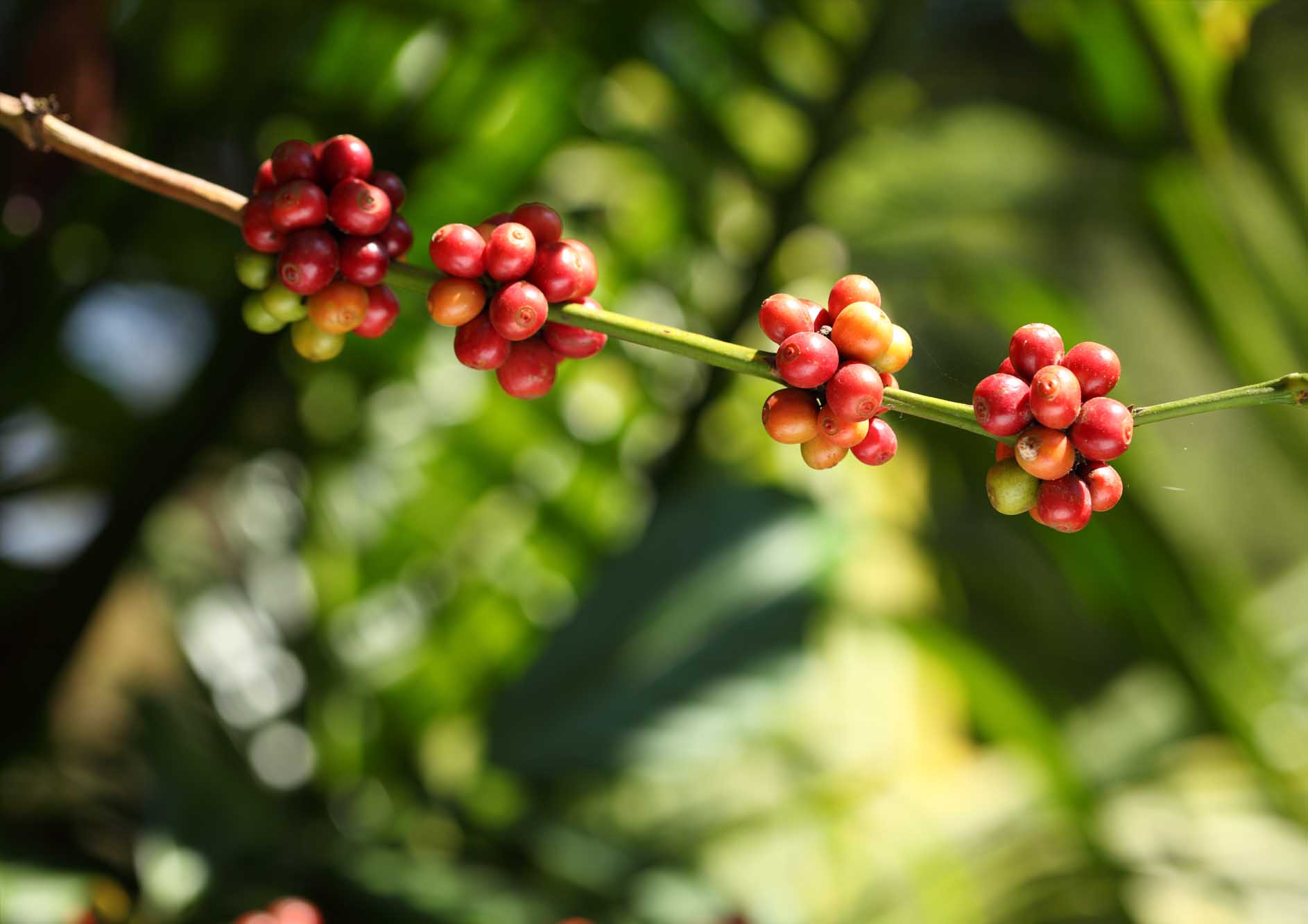 coffee-beans-on-coffee-tree-in-coorg