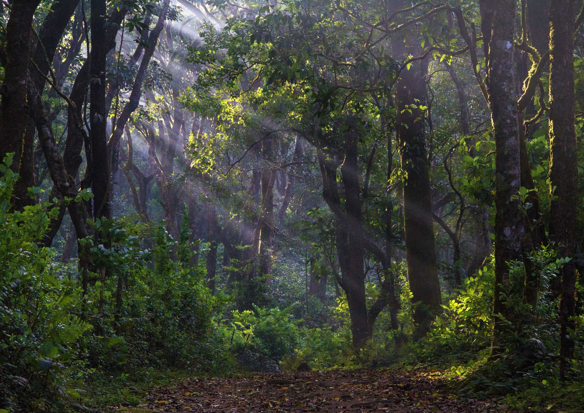 beautiful-forest-view-with-sunrise