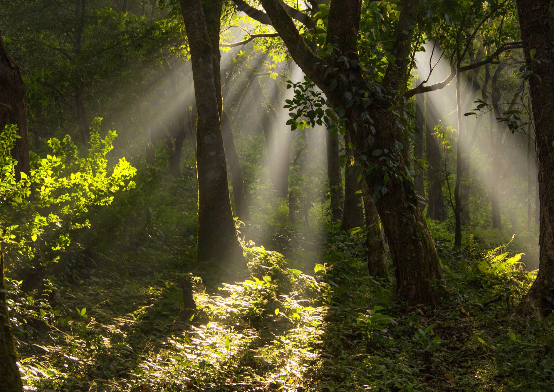 beautiful-forest-view