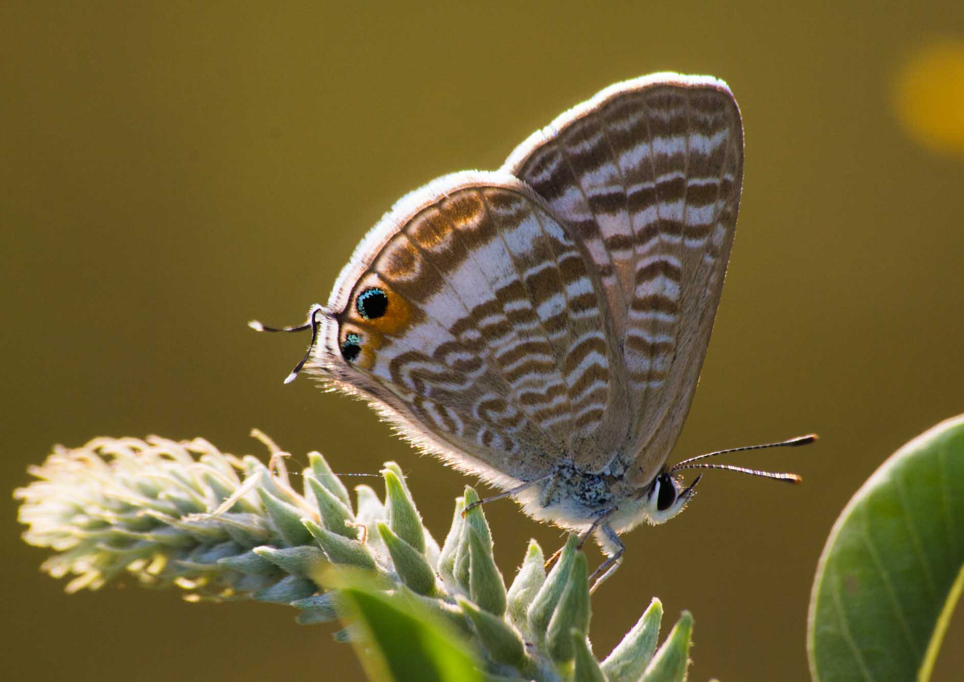butterfly-seating-on-leaves-at-the-tamara-coorg