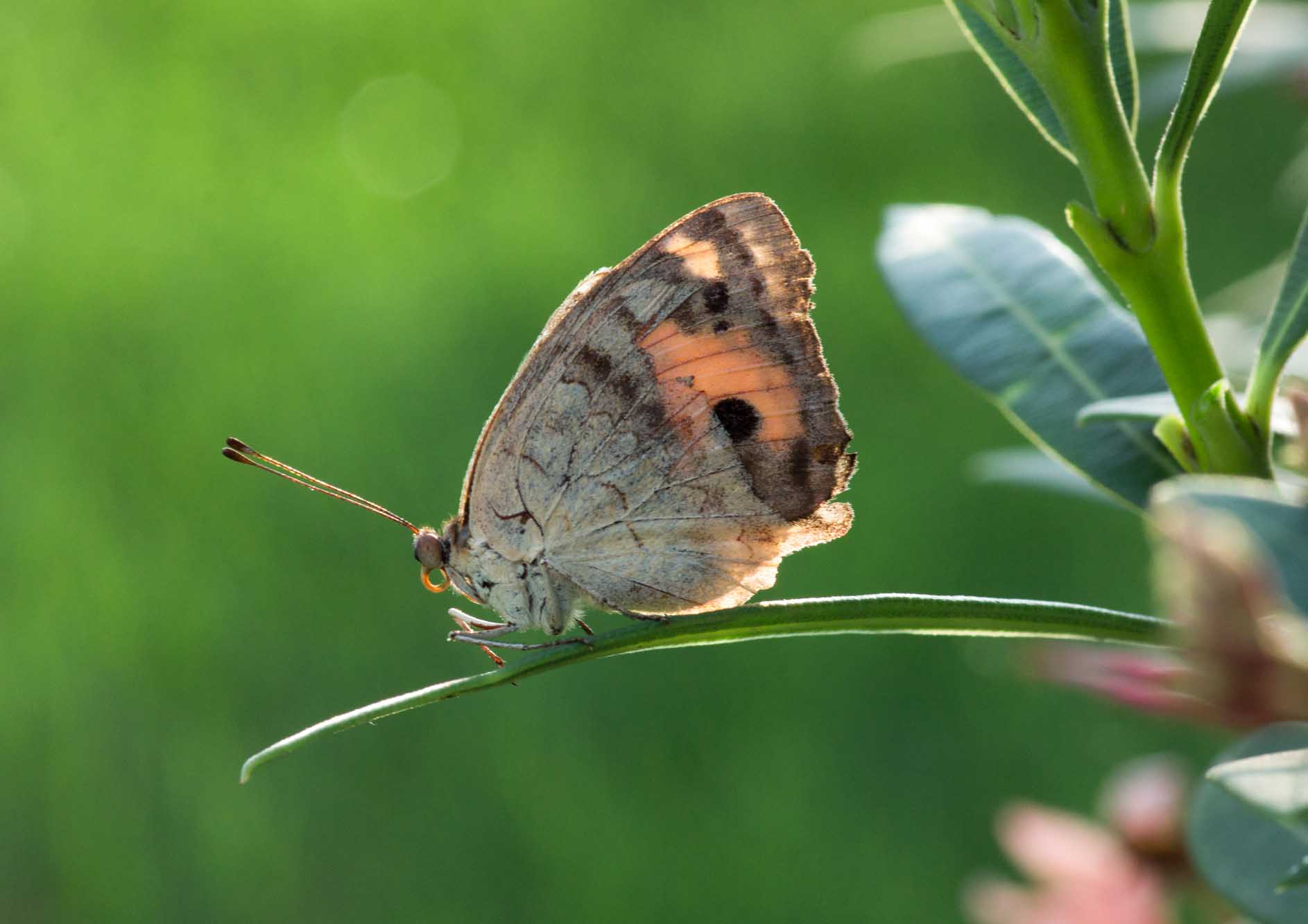 butterfly-seating-on-leaves-at-the-tamara-coorg