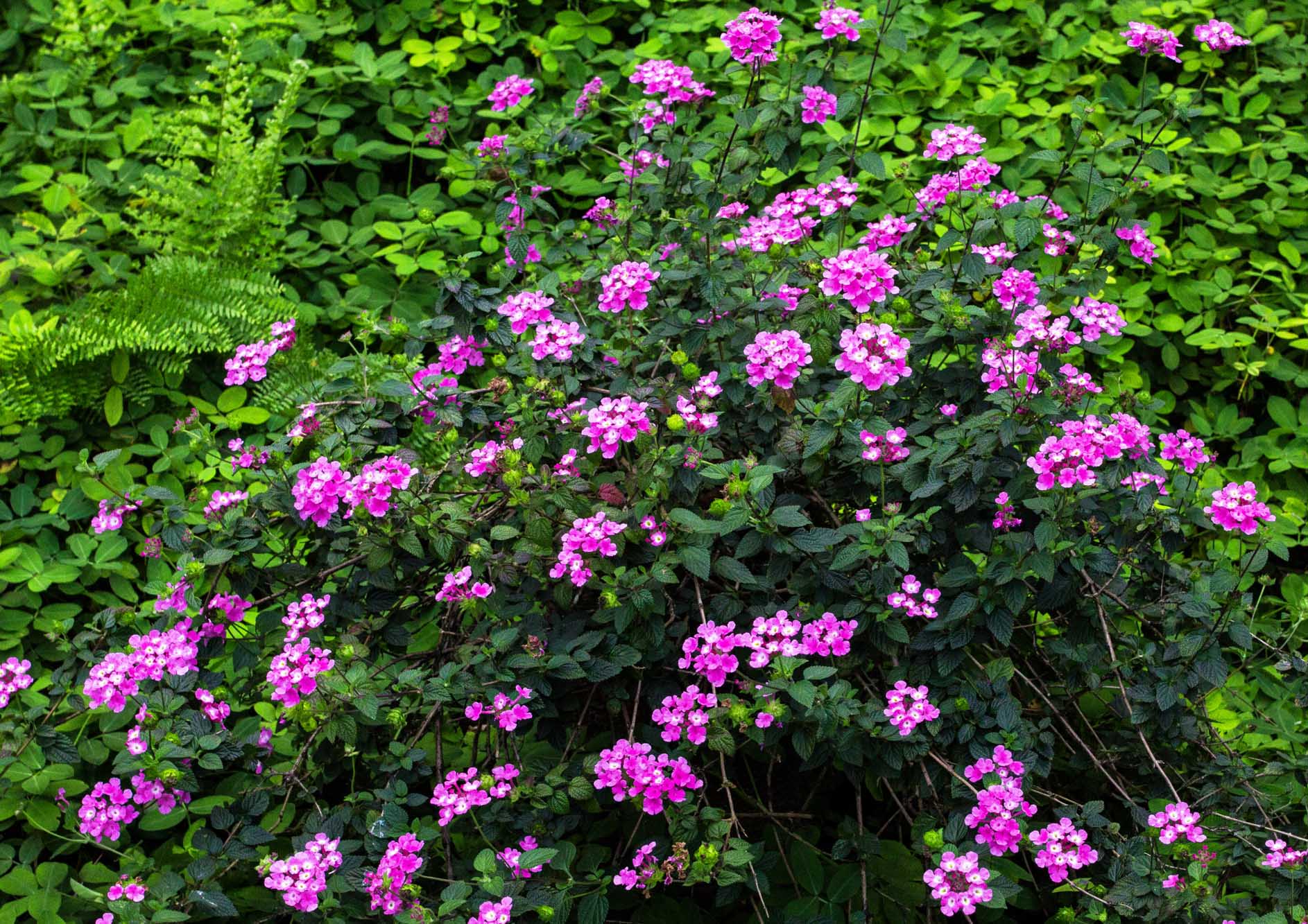 beautiful-wild-flower