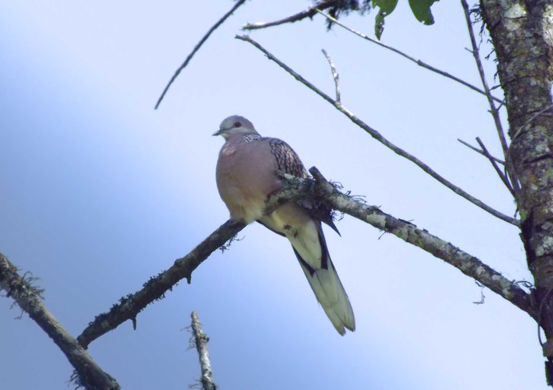 unique-bird-seating-on-tree