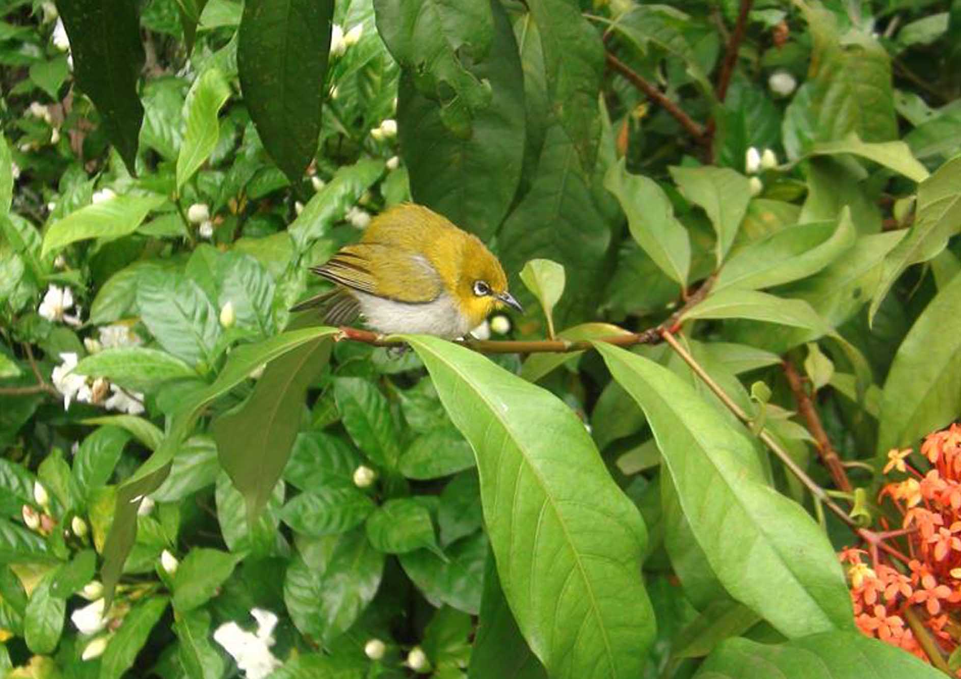 unique-bird-watching-at-the-tamara-coorg