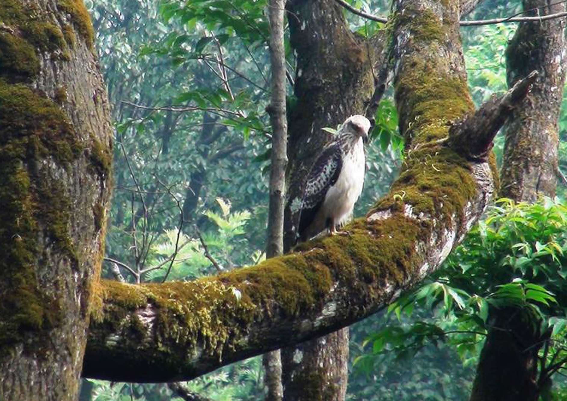 unique-bird-at-the-tamara-coorg
