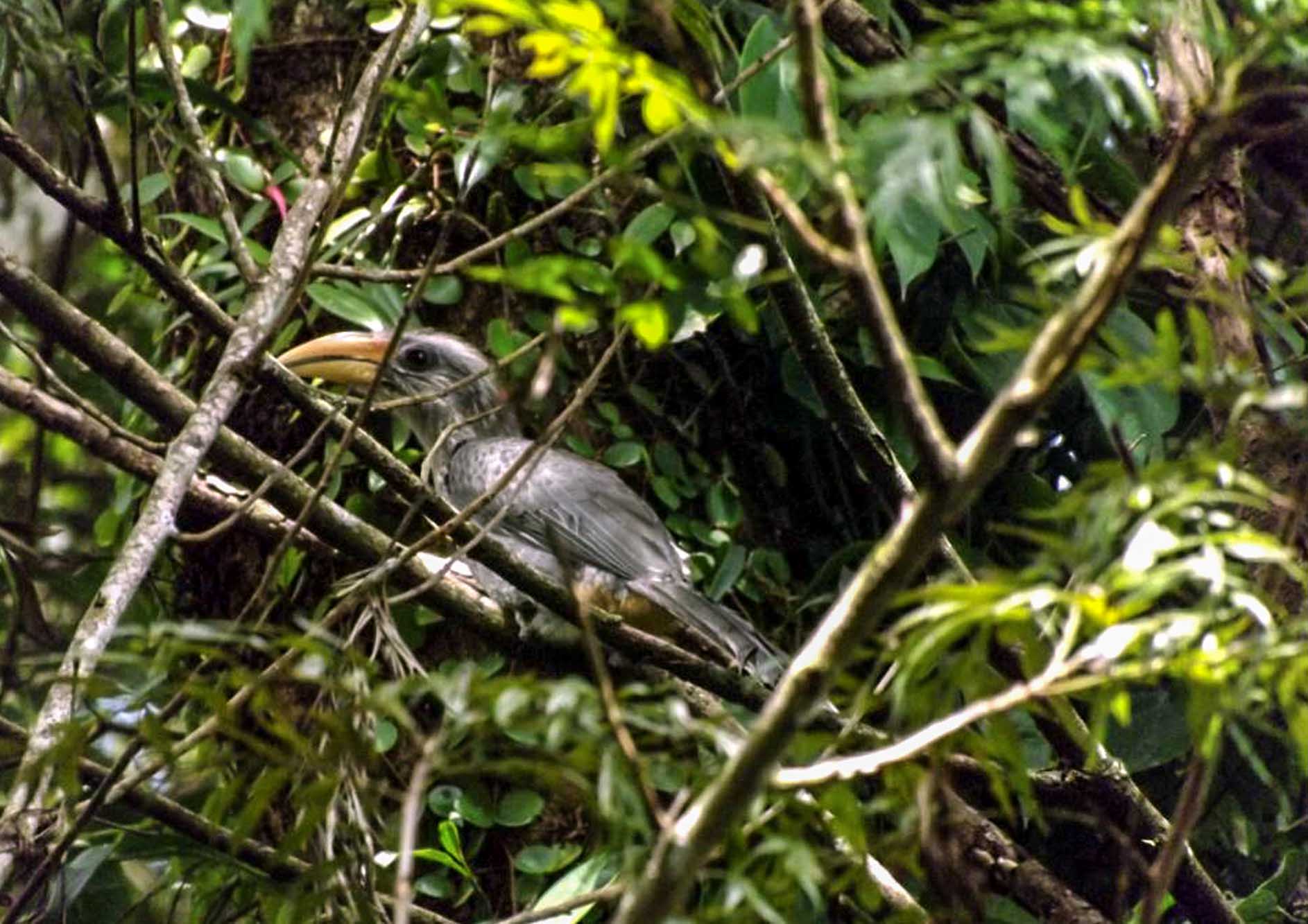unique-bird-watching