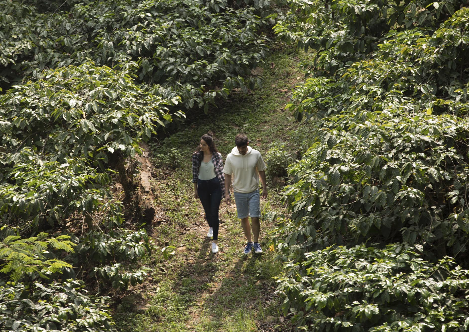 Young-couple-walking-in-the-coffee-farm