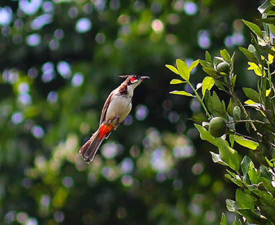 Bird-Watching-Experience-at-The-Tamara-Coorg
