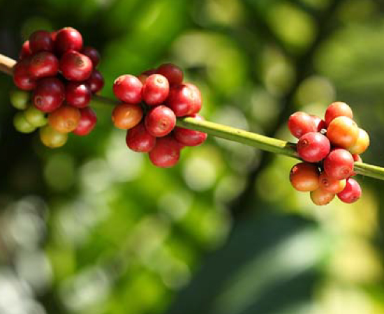 Blossom-to-brew-Experience-at-The-Tamara-Coorg