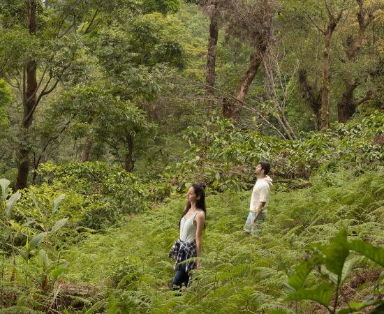 Forest Therapy Experience-at-The-Tamara-Coorg