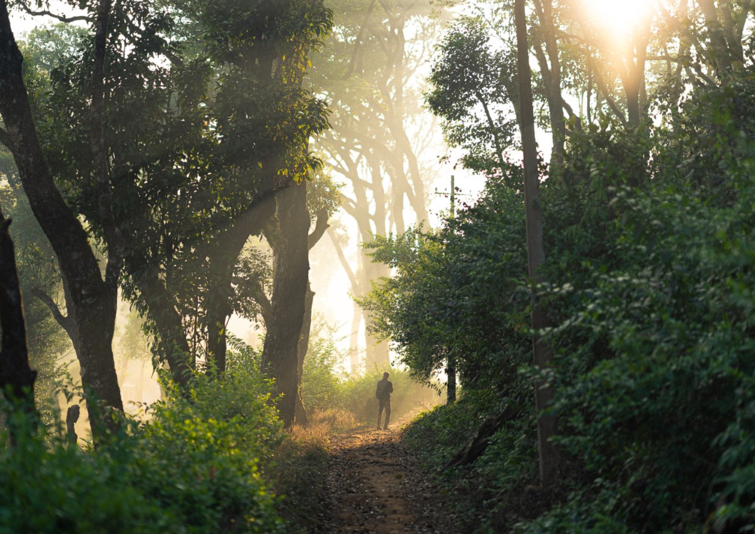 Solo traveller in The Tamara Coorg