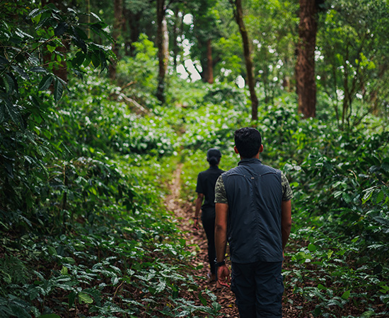 Trek at The Tamara Coorg